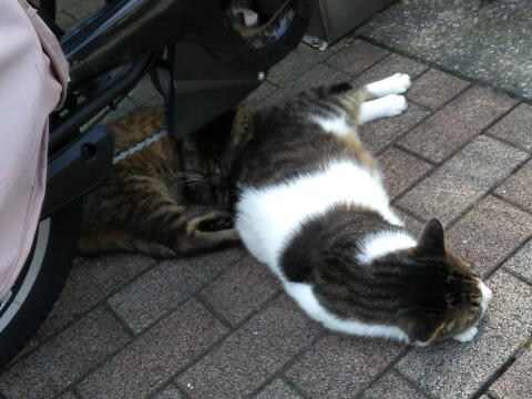 スーパーの駐輪場で寝てた猫達の写真