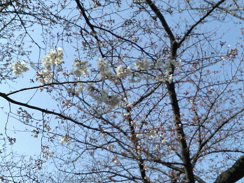 ケータイで撮った桜の写真(その1)