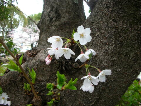 デジカメで撮った桜の写真(その1)