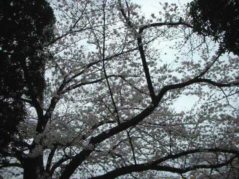 デジカメで撮った桜の写真(その2)