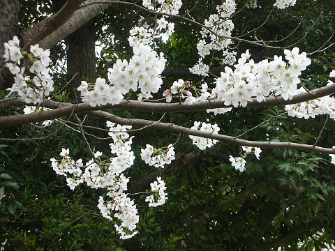 デジカメで撮った桜の写真(その3)