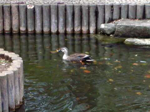 親水公園のカモの写真(その1)