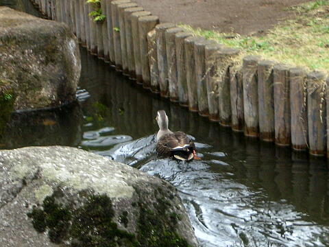 親水公園のカモの写真(その2)